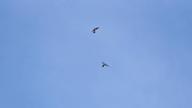 Mavi sessizliğin içinde birlikte süzülen bu kırlangıçlar, bağlılık, koruma ve ilkbaharın vahşi dansı temalarını yansıtarak hayranlık uyandırıyor..