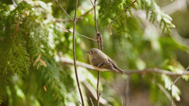 Yakut kaplama bir Kinglet, bir sedir dalına dinlendirici bir ara verir. Amerikan ormanlarının huzurlu ritmini yakalar ve habitat korunumuna dikkat çeker..