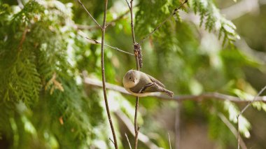 Bu ayrıntılı fotoğraf yakut kaplama bir Kinglet 'in sedir örtüsüyle harmanlandığını gösteriyor. Vahşi yaşamın kamuflajının ve orman çevresiyle uyumunun bir örneği..