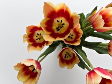 Turuncu ve sarı renkli bir buket çiçek. Çiçekler bir vazoya yerleştirilir ve beyaz bir arka plana yerleştirilir. Buketin sıcak ve davetkar bir havası var.