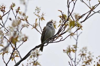 Bir kuş ağaç dalına tünemiş şarkı söylüyor. Kuşun ötüşü havayı doldururken, görüntü huzurlu ve huzurlu bir ruh haline sahip.