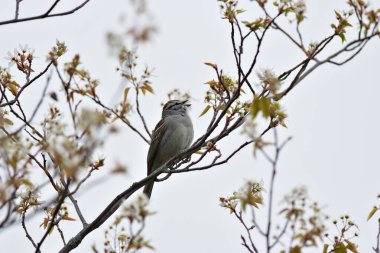 Bir kuş bir ağaç dalına tünemiştir. Dal yapraklarla kaplı ve kuş ötüyor