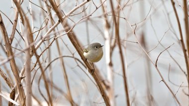 Ağaçtaki bir dala tünemiş küçük bir kuş. Dal kuru ve kahverengidir ve sahnede yaşayan tek canlı kuştur. Yalnızlık ve sessizlik kavramı
