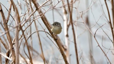 Ağaçtaki bir dala tünemiş küçük bir kuş. Dal kuru ve kahverengi ve kuş bir şeye bakıyor. Sahne huzurlu ve sessiz.