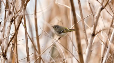Küçük bir kuş kurumuş çimen tarlasında bir dala tünemiştir. Kuş, kuyruğunda sarı bir çizgi ile kahverengi ve beyazdır. Sahne sessiz ve huzurlu.