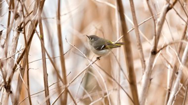 Küçük bir kuş kurumuş çimen tarlasında bir dala tünemiştir. Kuş kahverengi ve beyaz renktedir.