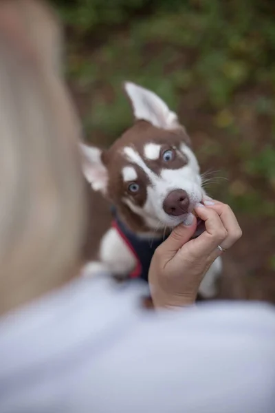 Siberian Husky Dog Está Comiendo Mano Muchacha — Foto de Stock