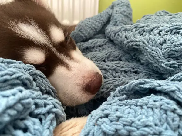 Siberian Husky Puppy Sleeping Blue Blanket — Stock Photo, Image