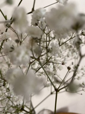 Beyaz arka planda güzel küçük beyaz çiçekler.