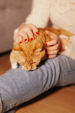 Dizlerinin üzerinde oturan sevimli kızıl kedi yavrusu. yüksek kaliteli fotoğraf