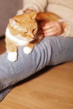 Dizlerinin üzerinde oturan sevimli kızıl kedi yavrusu. yüksek kaliteli fotoğraf