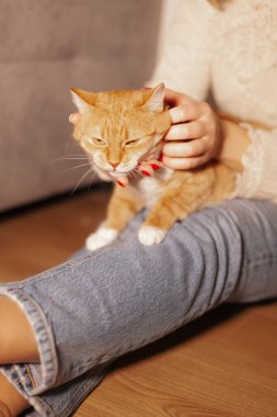 Dizlerinin üzerinde oturan sevimli kızıl kedi yavrusu. yüksek kaliteli fotoğraf