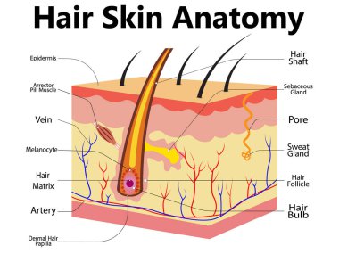 Anatomik eğitim posteri. Kıllar adım adım uzuyor. Saç uzama döngüsünün aşamaları. Anagen, telojen, katagen. Deri anatomisi. Deri tabakalarının kesiti. Tıbbi vektör illüstrasyonu
