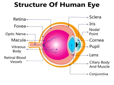 İnsan gözünün anatomisi infographics dış görünümü ve beyaz arka plan gerçekçi vektör çizim üzerinde yapı içinde organ ile
