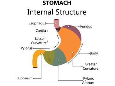 Mavi arka planda insan midesi modeli ve büyüteç. Mide hastalıklarının tedavisi. Dünya Sindirim Sağlığı Günü