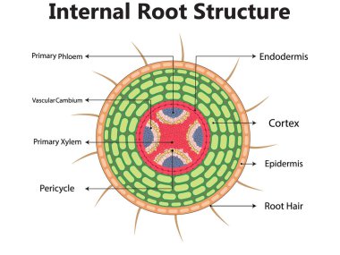 Yapısı ve iç görünümü olan bitki anatomisi ana hatları. Çiçek ve mikroskop vektör çizimi altında katmanlar bırakmak için kesitli eğitici etiketli botanik açıklaması.