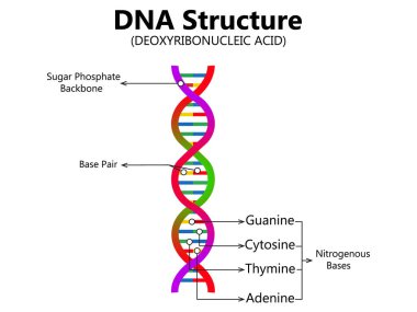DNA ve RNA 'nın vektör bilimsel simgesi sarmalı. DNA ve RNA moleküllerinin yapısındaki farklılıkların bir gösterimi. Resim poster yapısı RNA ve DNA