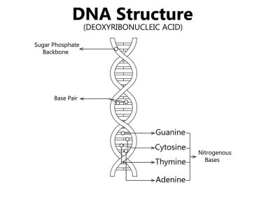 DNA ve RNA 'nın vektör bilimsel simgesi sarmalı. DNA ve RNA moleküllerinin yapısındaki farklılıkların bir gösterimi. Resim poster yapısı RNA ve DNA