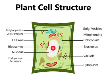 Bitki hücre yapısı, anatomi bilgi diyagramı ve bileşenlerin biyoloji bilimi eğitimi okulu kitap kavramı mikrobiyoloji organizma şeması etiketleri için düz vektör illüstrasyon tasarımı
