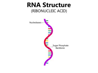 RNA (Ribonükleik asit). Adenin, sitozinin, guaninin ve urasil 'in yapısal formülü. Eğitim, tıbbi, biyolojik ve bilimsel kullanım için vektör diyagramı