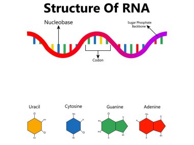 RNA (Ribonükleik asit). Adenin, sitozinin, guaninin ve urasil 'in yapısal formülü. Eğitim, tıbbi, biyolojik ve bilimsel kullanım için vektör diyagramı
