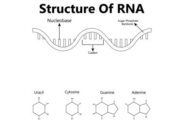 RNA (Ribonükleik asit). Adenin, sitozinin, guaninin ve urasil 'in yapısal formülü. Eğitim, tıbbi, biyolojik ve bilimsel kullanım için vektör diyagramı