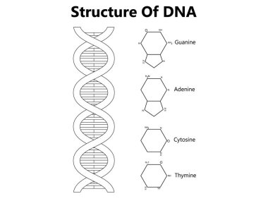 DNA ve RNA 'nın vektör bilimsel simgesi sarmalı. DNA ve RNA moleküllerinin yapısındaki farklılıkların bir gösterimi. Resim poster yapısı RNA ve DNA