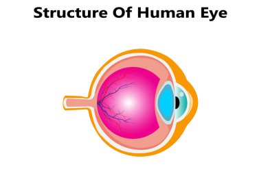 İnsan gözünün anatomisi infographics dış görünümü ve beyaz arka plan gerçekçi vektör çizim üzerinde yapı içinde organ ile