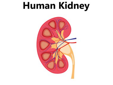 yapı, biyoloji, bölüm, model, siluet, kırık, mistik, öğretmen, şeffaf, perspektif, yeşillik, vahşi yaşam, grafik, yaşlanma, büyüme, piktogram, ulaşım, ulaşım, popüler, grunge,