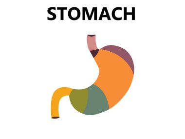 Mavi arka planda insan midesi modeli ve büyüteç. Mide hastalıklarının tedavisi. Dünya Sindirim Sağlığı Günü