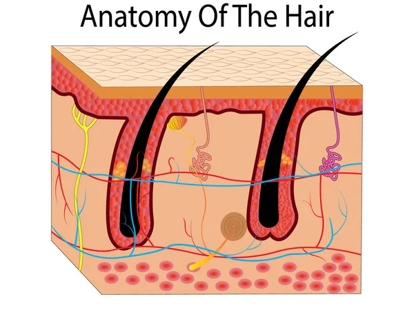 Anatomik eğitim posteri. Kıllar adım adım uzuyor. Saç uzama döngüsünün aşamaları. Anagen, telojen, katagen. Deri anatomisi. Deri tabakalarının kesiti. Tıbbi vektör illüstrasyonu