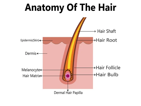 Stock vector Anatomical training poster. Hair growth phase step by step. Stages of the hair growth cycle. Anagen, telogen, catagen. Skin anatomy. Cross section of the skin layers. Medical vector illustration