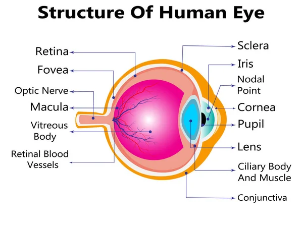 Infografiki Anatomii Ludzkiego Oka Zewnątrz Widok Narządów Wewnątrz Struktury Białym — Wektor stockowy