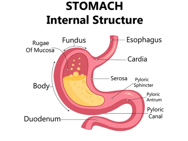 Modelo Estómago Humano Lupa Sobre Fondo Azul Tratamiento Enfermedades Estomacales — Vector de stock
