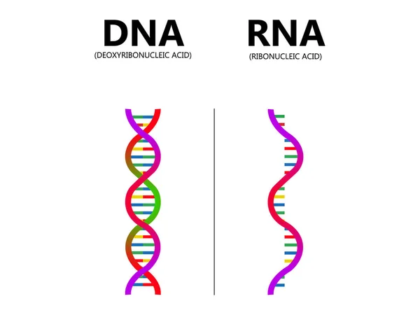 DNA, RNA vektör illüstrasyonuna karşı. Eğitimsel genetik asit açıklama diyagramı. Nükleer yapı etiketli şema. Ribonükleik ve deoksiribonükleik molekül sarmal zincir farklılıkları karşılaştırması.