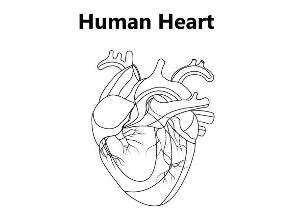 Corazón Humano Anatómicamente Correcto Dibujado Mano Arte Línea Trabajo Puntos — Vector de stock