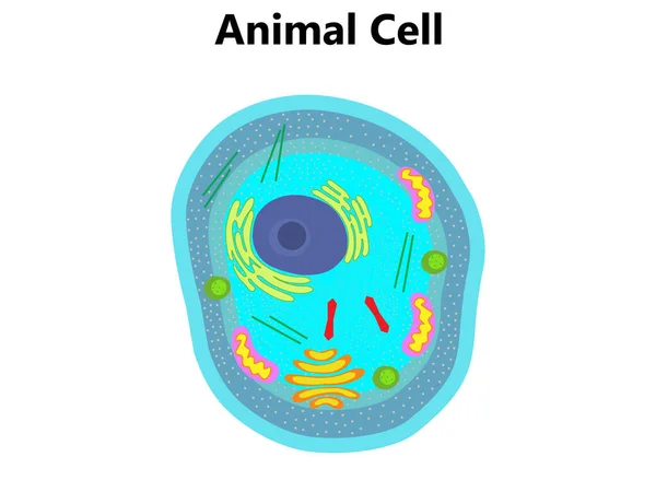 Ilustración Estructura Anatomía Células Vegetales Infografía Vectorial Con Núcleo Mitocondrias — Vector de stock