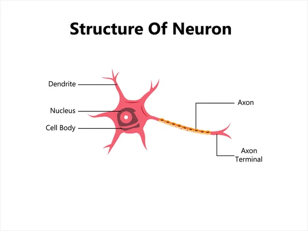 Estrutura Dos Neurónios Humanos Ilustração Células Neurônio Cerebral Sinapses Bainha Vetores De Stock Royalty-Free