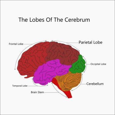 insan beyninin yapısı
