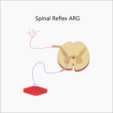 Vektör spinal refleks arg çizimi