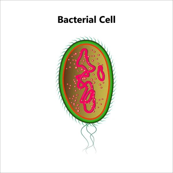 Bakteriyel hücre anatomisi nükleoit DNA 'sı ve ribozomları olan bir bakteri hücresindeki yapıları etiketliyor. Dış yapılar kapsül, pili ve flagellum içerir..