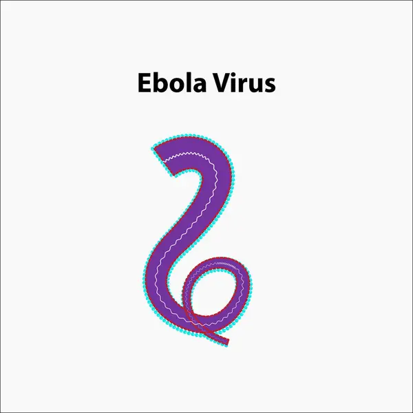 Structure Ebola Virus Anatomy — Stock Vector
