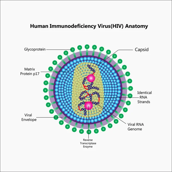 HIV virüsü yapısı. Viral enfeksiyon Hiv, Aids. Cinsel yolla bulaşan hastalıklar. Bilgi grafikleri. İzole edilmiş arkaplanda vektör illüstrasyonu.