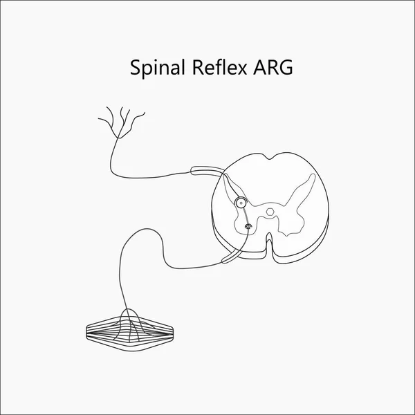 Vektör spinal refleks arg çizimi