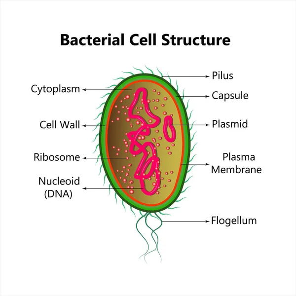 Estruturas Marcação Anatomia Celular Bacteriana Uma Célula Bacilar Com Dna Gráficos De Vetores
