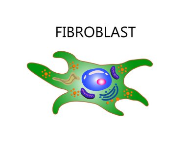 Kolajen ve fibroblast. Kolajen sentezleyen kolajen lifleri ve hücrelerle dolu bir deri. Fibroblast yapısına yakın çekim