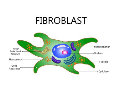 Kolajen ve fibroblast. Kolajen sentezleyen kolajen lifleri ve hücrelerle dolu bir deri. Fibroblast yapısına yakın çekim