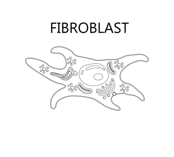 Kolajen ve fibroblast. Kolajen sentezleyen kolajen lifleri ve hücrelerle dolu bir deri. Fibroblast yapısına yakın çekim