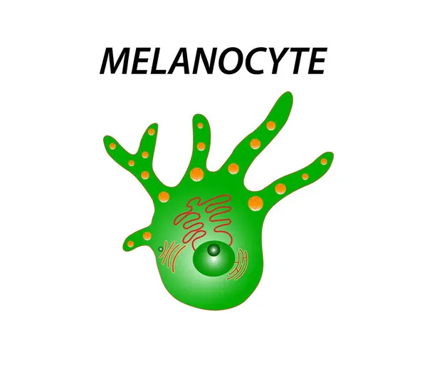 Melanosit yapısı ve anatomisi. Melanin üreten hücreler. Melanin, ten renginden sorumlu pigmenttir. vektör posteri