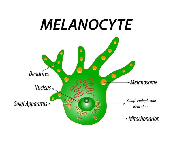 Melanosit yapısı ve anatomisi. Melanin üreten hücreler. Melanin, ten renginden sorumlu pigmenttir. vektör posteri
